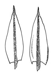 Bryum ruderale, leaves. Drawn from J.T. Linzey 774, CHR 515484.
 Image: R.C. Wagstaff © Landcare Research 2015 